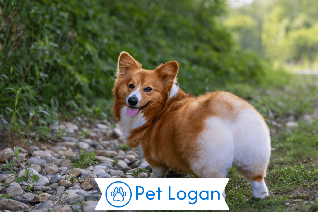 250+ Cool And Catchy Corgi Dog Names For Your Short Furry Friend 1 Cute Corgi Dog Names