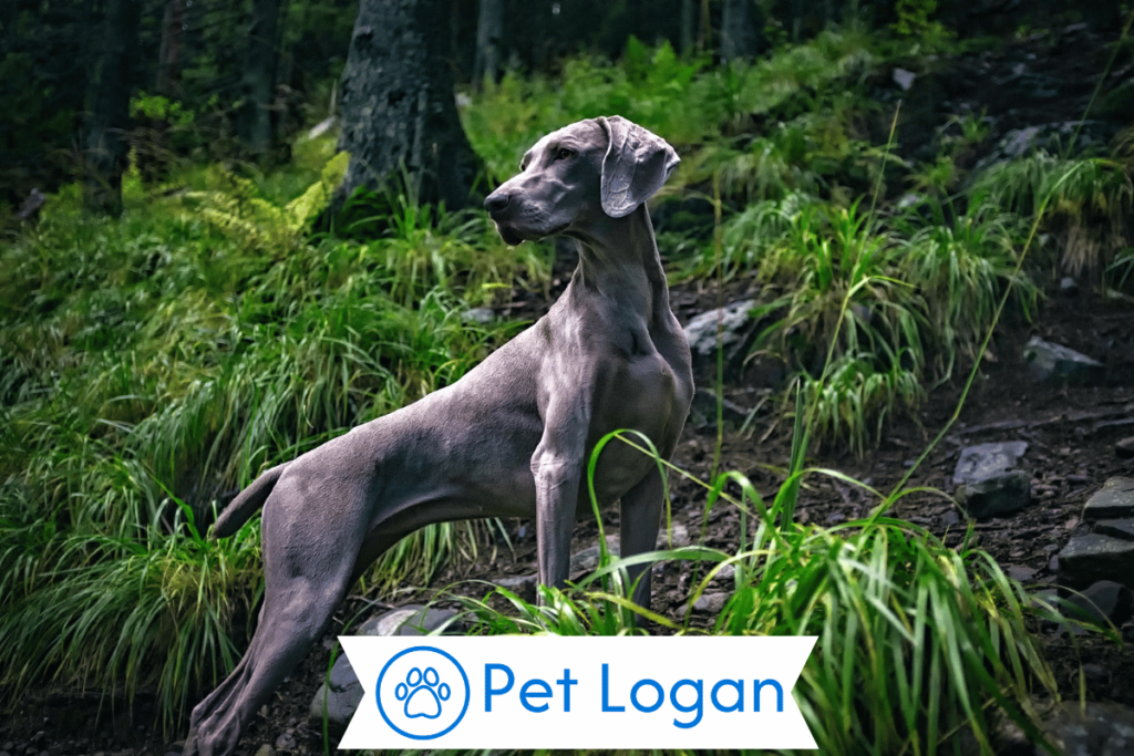 250+ Cool And Catchy Country Dog Names For Your Badass Pup 1 Cool Country Dog Names