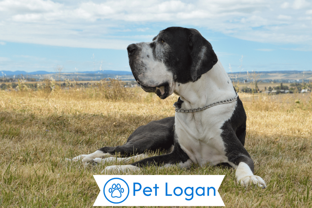 250+ Cool And Catchy Country Dog Names For Your Badass Pup 2 Unique Country Dog Names