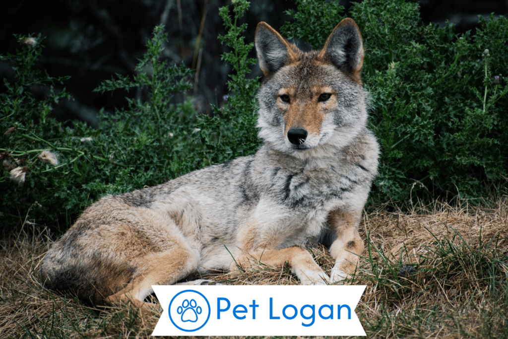 250+ Cool And Catchy Coyote Names With Name Generator 1 Cute Coyote Names