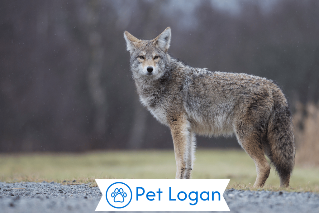 250+ Cool And Catchy Coyote Names With Name Generator 2 Unique Coyote Names