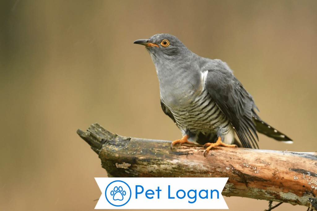 250+ Cute And Catchy Cuckoo Names For Your Feathered Friend 1 Cute Cuckoo Names