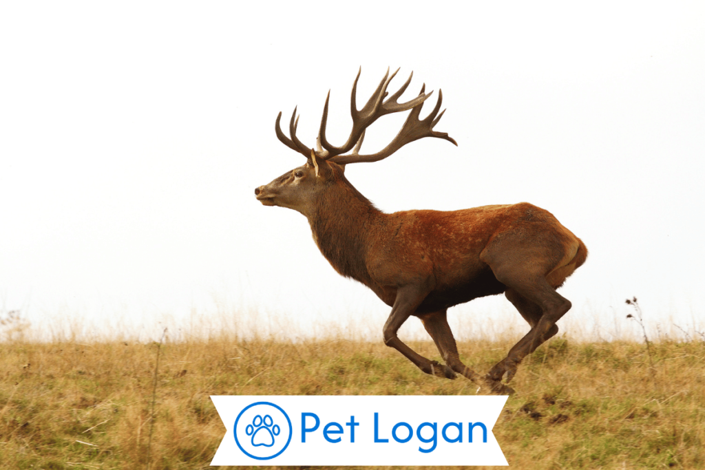 250+ Cute And Catchy Deer Names With Name Generator 1 Cute Deer Names