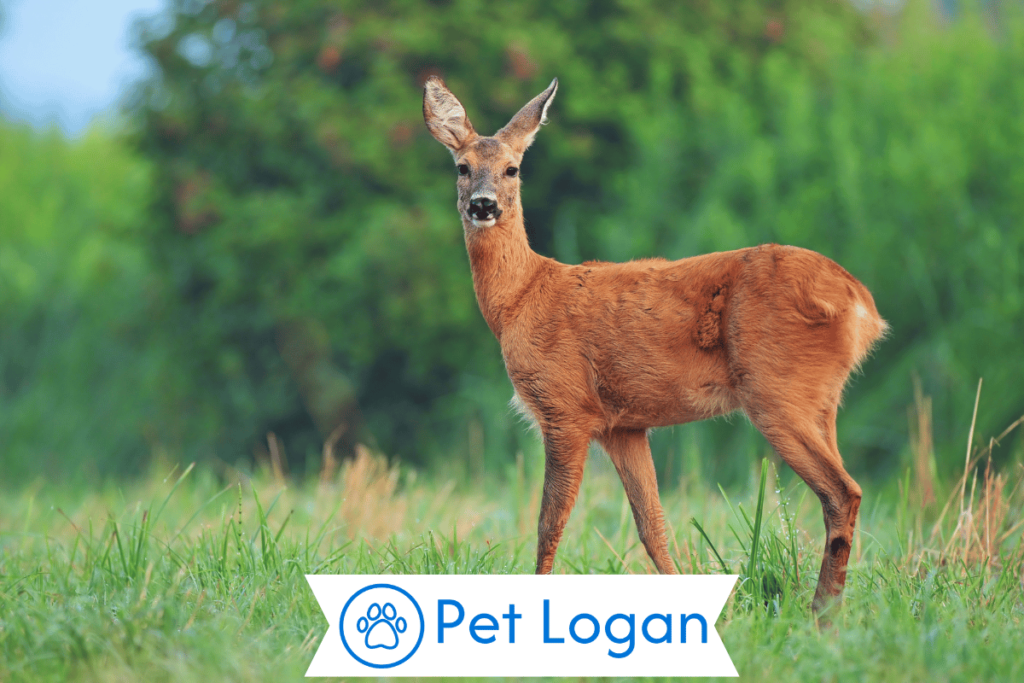 250+ Cute And Catchy Deer Names With Name Generator 2 Unique Deer Names