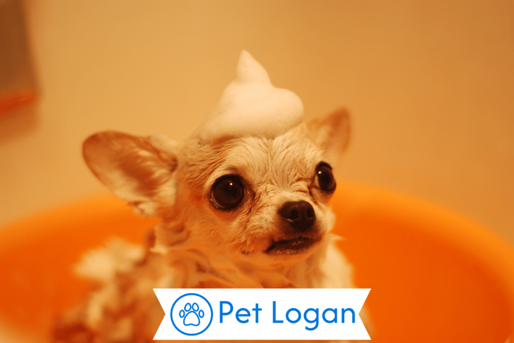 500+ Cute And Catchy Dog Names For Your Furry Friend 1 Cute Dog Names