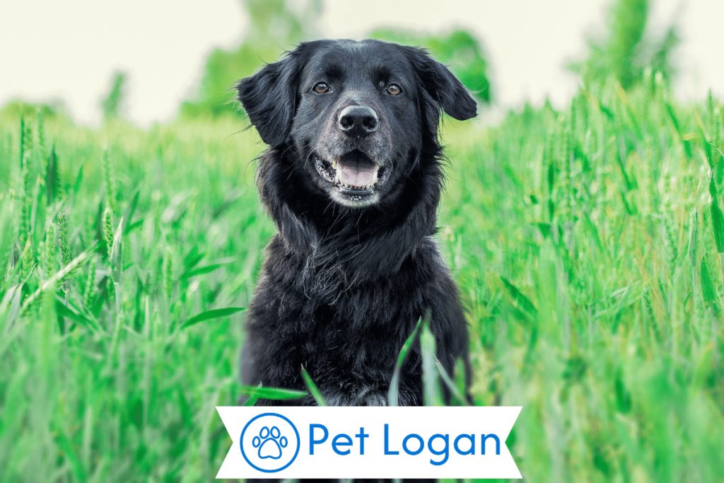500+ Cute And Catchy Dog Names For Your Furry Friend 2 Unique Dog Names