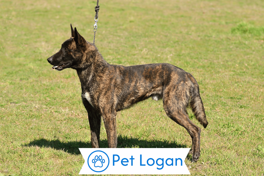 250+ Cool And Badass Dutch Dog Names For Your Cute Pup 1 Cool Dutch Dog Names