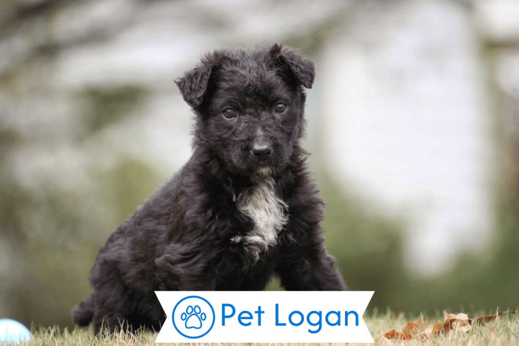 250+ Cool And Badass Dutch Dog Names For Your Cute Pup 2 Unique Dutch Dog Names