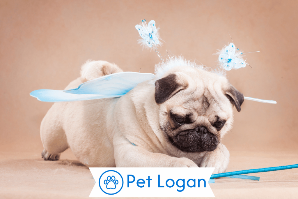 250+ Cool And Catchy Fairy Dog Names For Your Cute Pup 1 Cool Fairy Dog Names