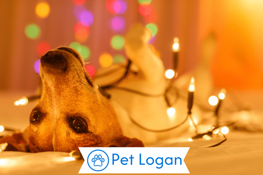250+ Cool And Catchy Fairy Dog Names For Your Cute Pup 2 Funny Fairy Dog Names
