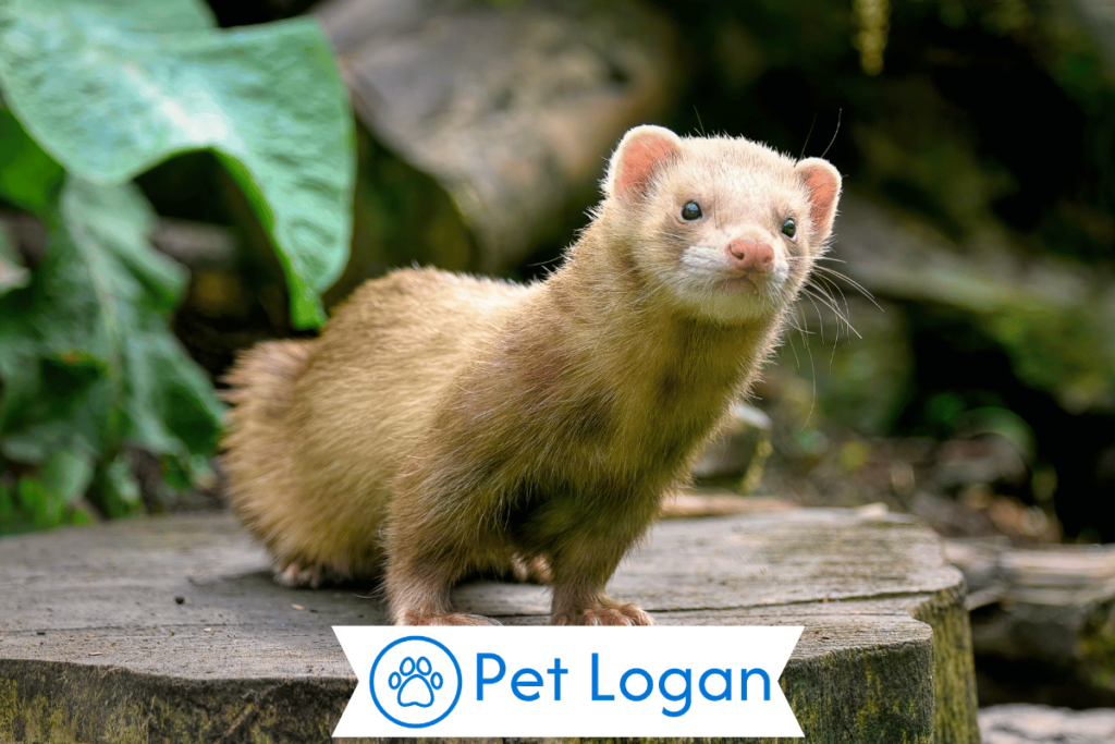 300+ Cool And Catchy Ferret Names For Your Furry Pal 2 Unique Ferret Names