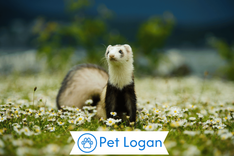 Ferret-names
