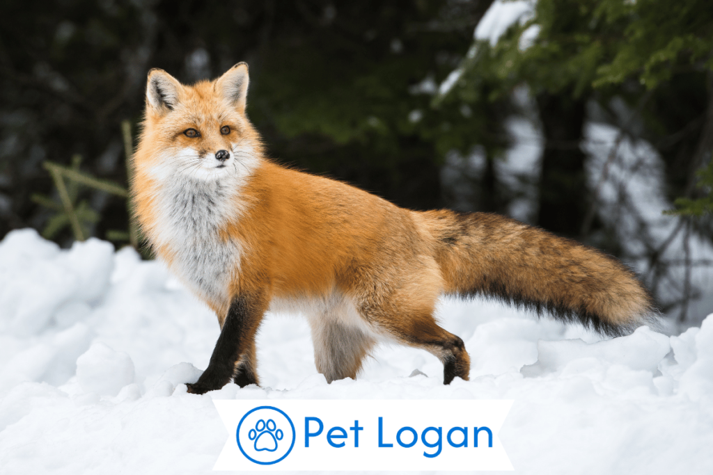 300+ Cool And Catchy Fox Names With Name Generator 1 Cute Fox Names