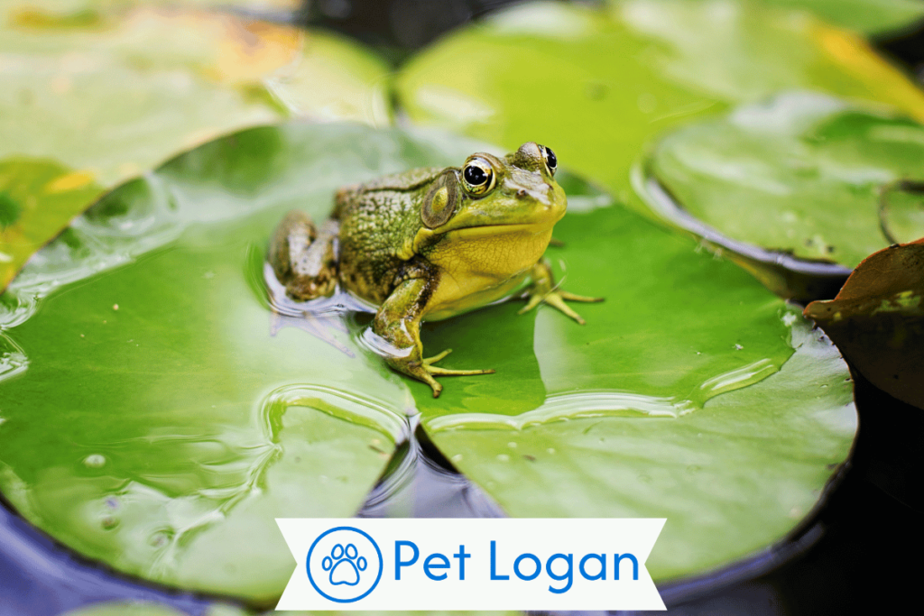 300+ Cute And Catchy Frog Names For Your Jumpy Friend 1 Cool Frog Names