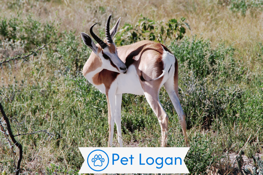 300+ Cool And Catchy Gazelle Names For Your Speedy Buddy 1 Cool Gazelle Names