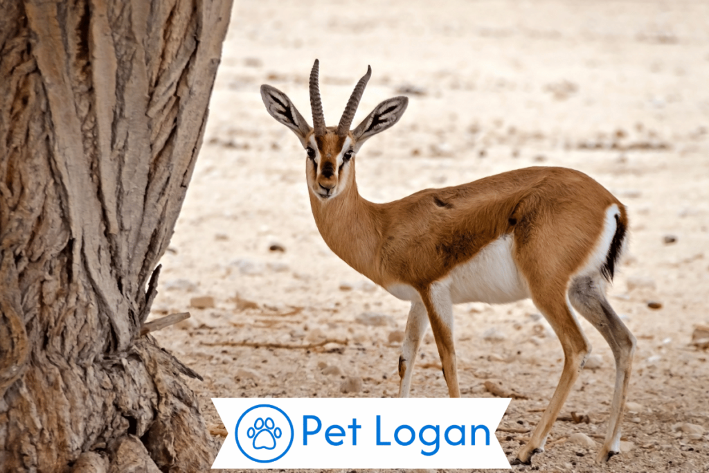 300+ Cool And Catchy Gazelle Names For Your Speedy Buddy 2 Unique Gazelle Names