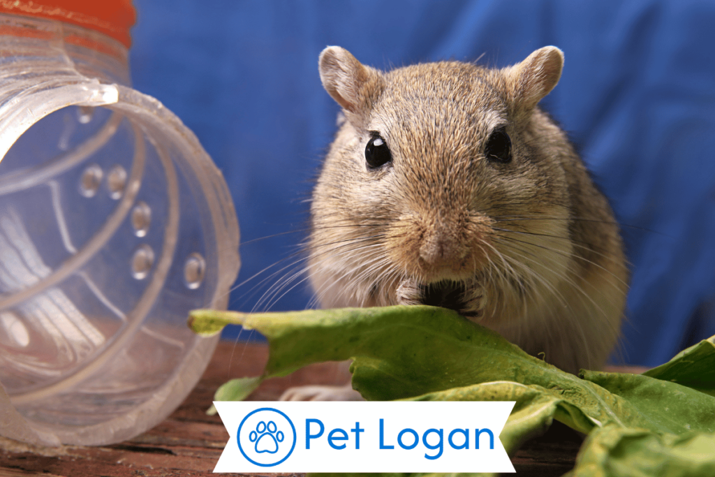300+ Cool And Catchy Gerbil Names With Name Generator 1 Cool Gerbil Names