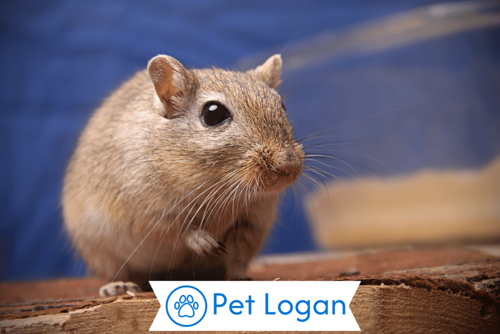 300+ Cool And Catchy Gerbil Names With Name Generator 2 Unique Gerbil Names