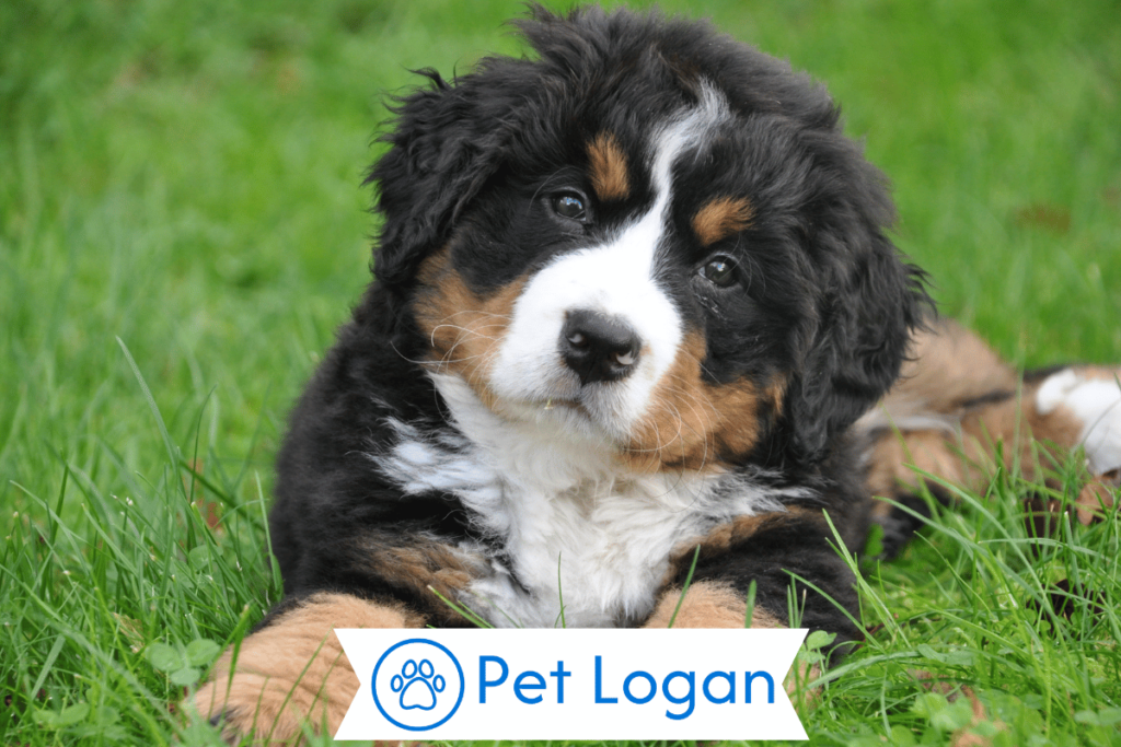 250+ Cool And Catchy Girl Dog Names For Your Female Dog 1 Cute Girl Dog Names