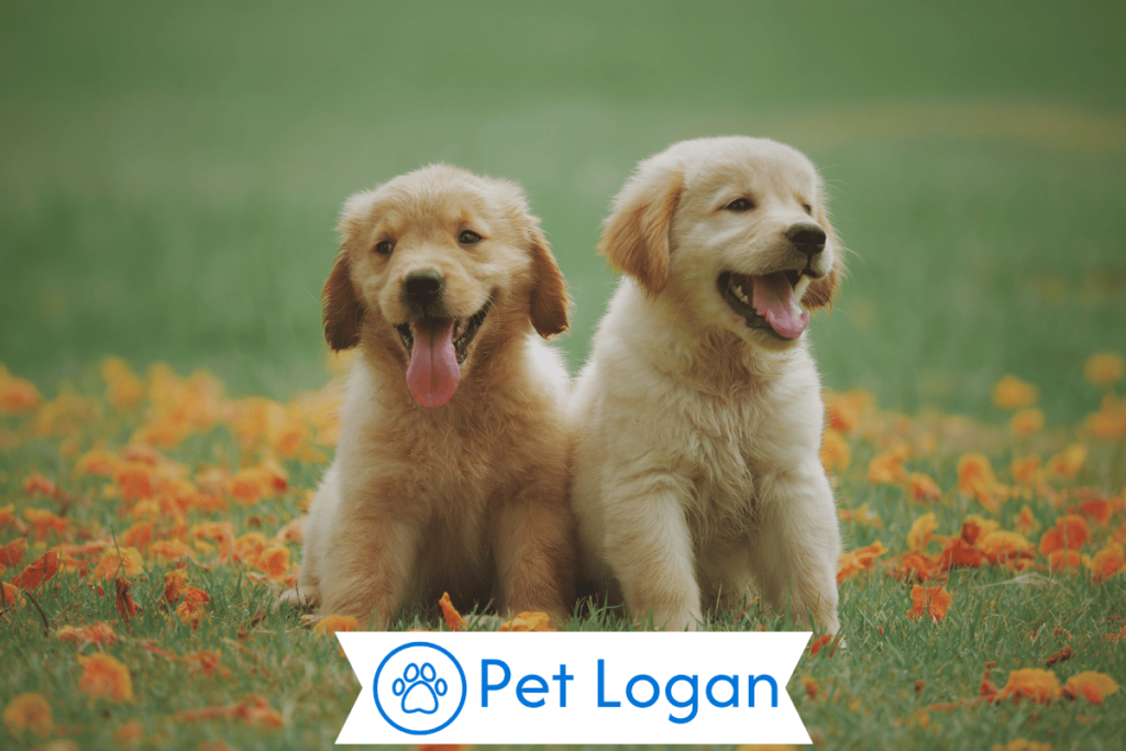 250+ Cool And Catchy Girl Dog Names For Your Female Dog 2 Unique Girl Dog Names