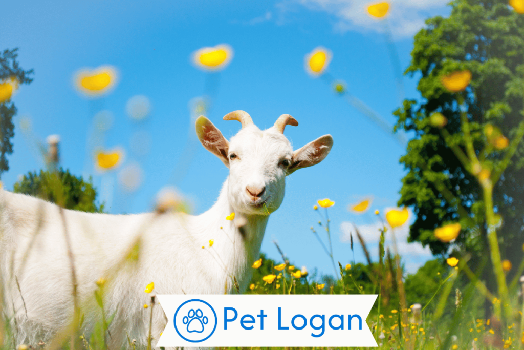 300+ Cute And Catchy Goat Names For Your Furry Friend 1 Cute Goat Names