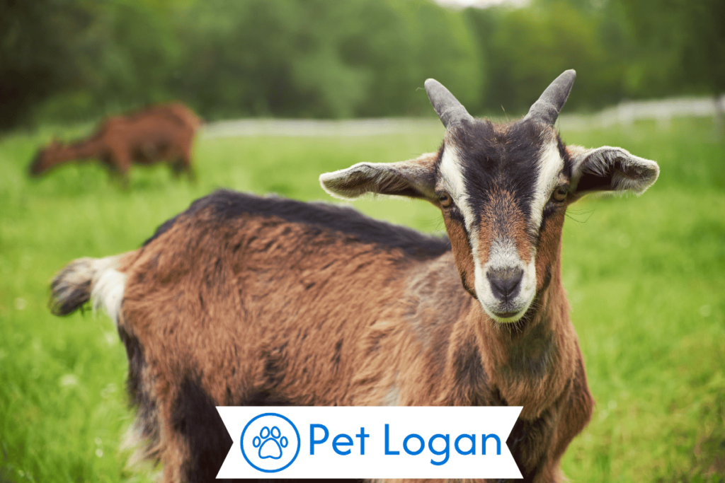 300+ Cute And Catchy Goat Names For Your Furry Friend 2 Unique Goat Names