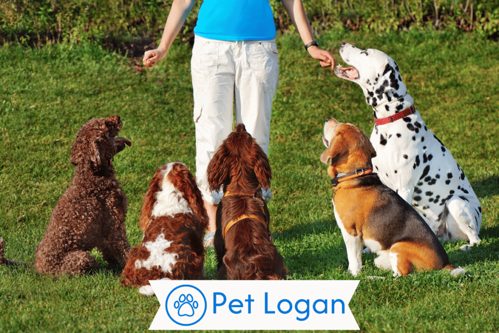 250+ Cool And Catchy Golf Dog Names For Your Cute Pup 1 Cool Golf Dog Names