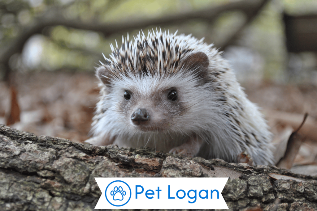 300+ Cool And Catchy Hedgehog Names With Name Generator 1 Cool Hedgehog Names
