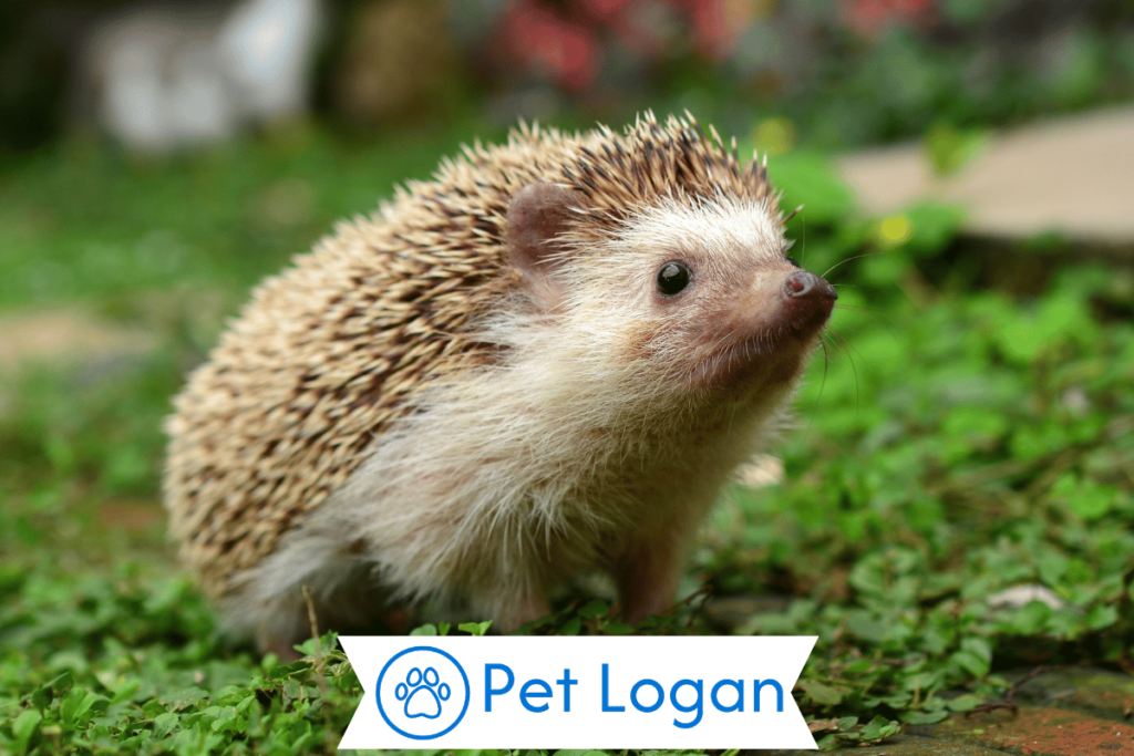 300+ Cool And Catchy Hedgehog Names With Name Generator 2 Unique Hedgehog Names