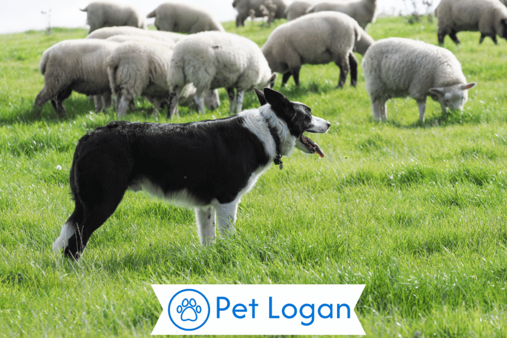 Unique Herding Dog Names