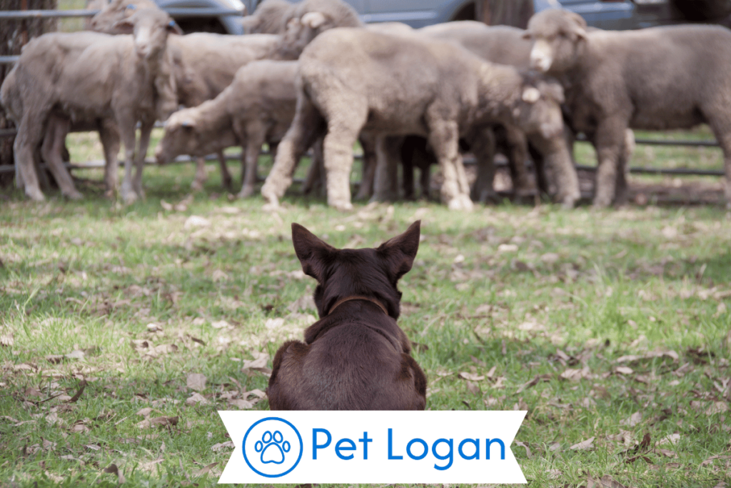 Cool Herding Dog Names