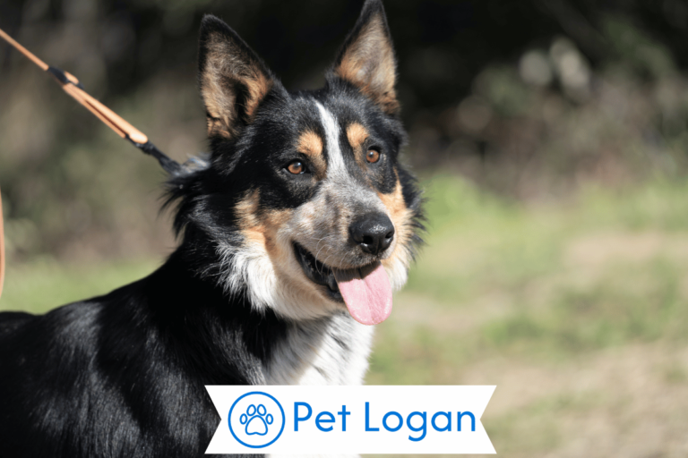 Herding-dog