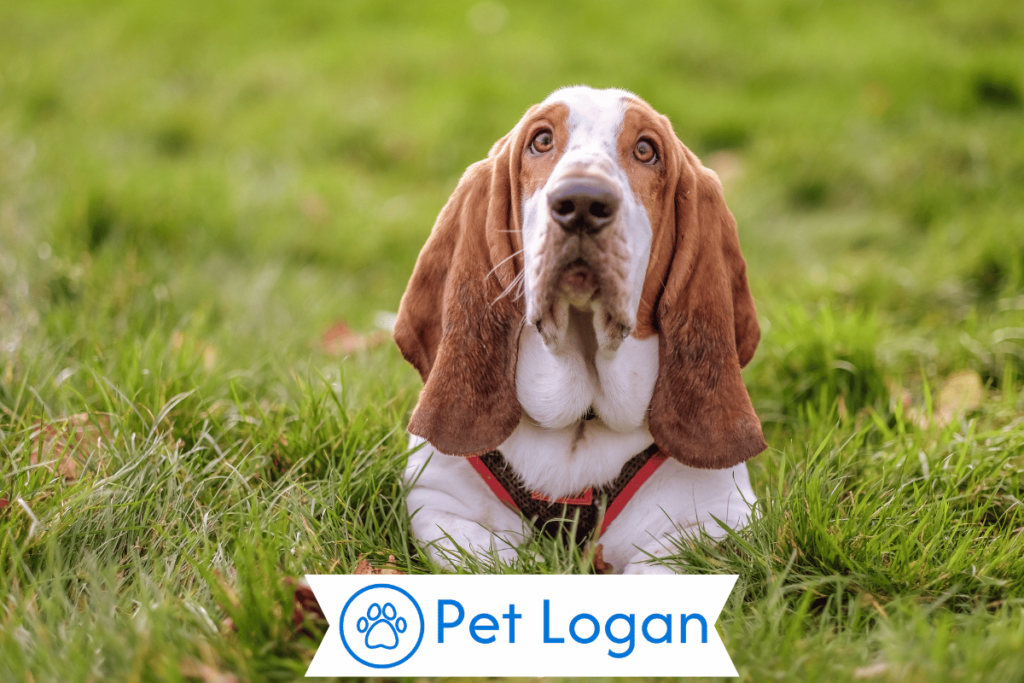 250+ Cool And Catchy Hound Dog Names For Your Cute Pup 2 Unique Hound Dog Names
