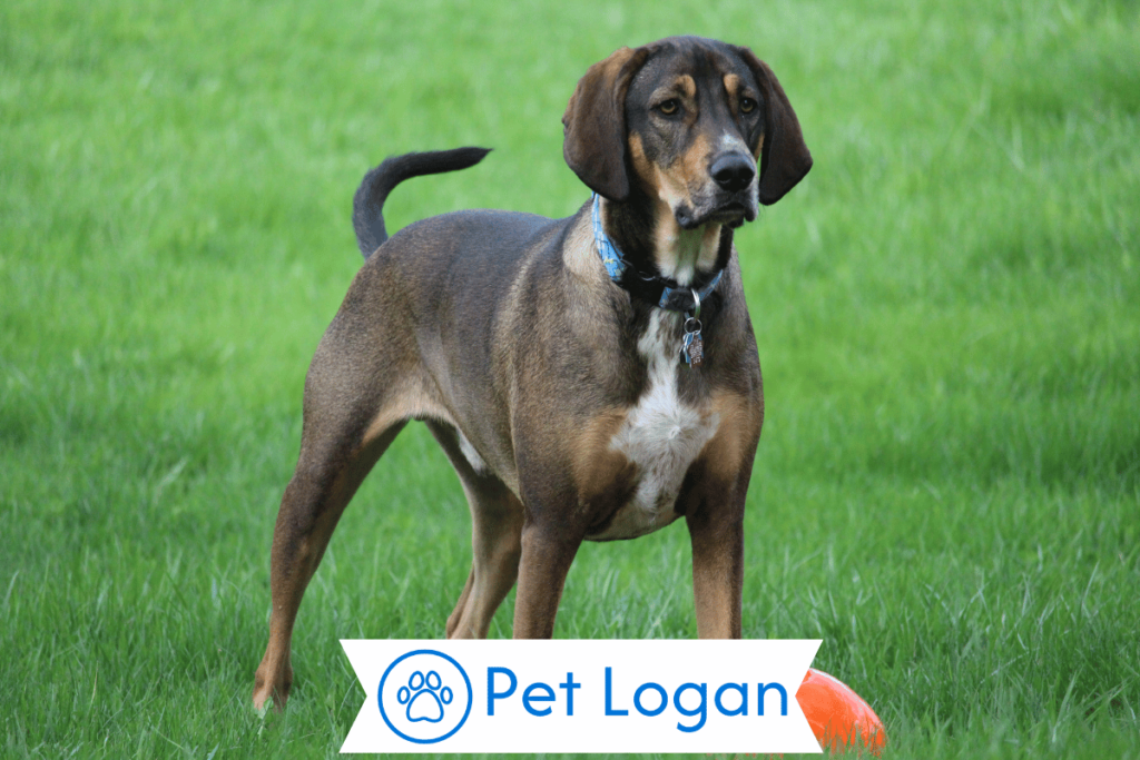 250+ Cool And Catchy Hound Dog Names For Your Cute Pup 1 Cute Hound Dog Names
