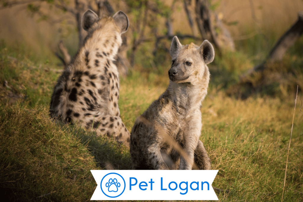 250+ Cool And Catchy Hyena Names With Name Generator 1 Cool Hyena Names