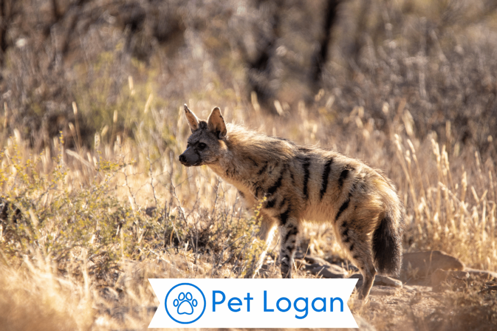 250+ Cool And Catchy Hyena Names With Name Generator 2 Unique Hyena Names