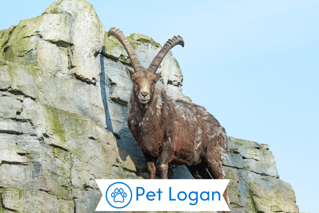 250+ Cool And Catchy Ibex Names With Name Generator 1 Cute Ibex Names