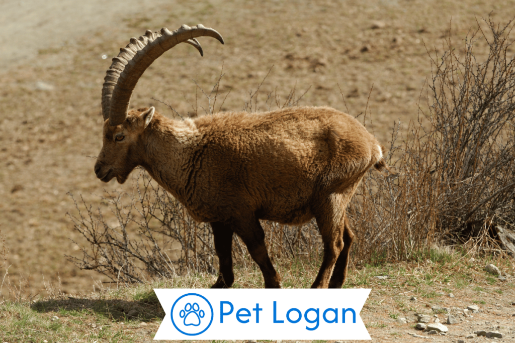 250+ Cool And Catchy Ibex Names With Name Generator 2 Unique Ibex Names