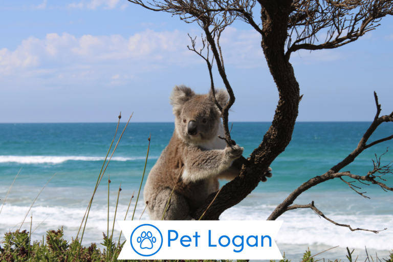 Koala