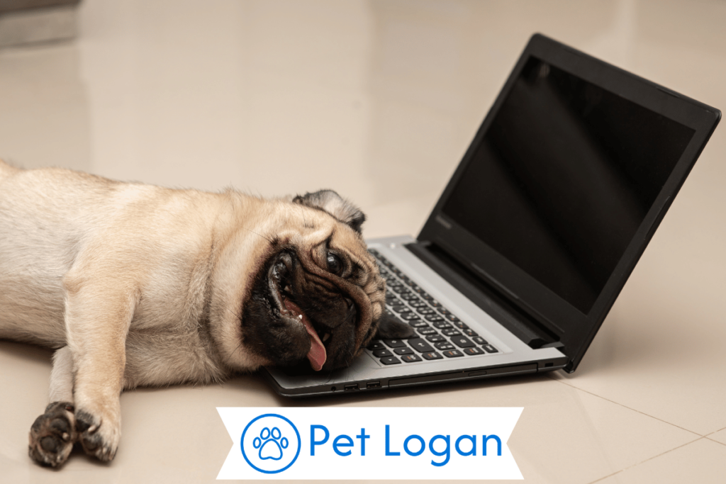 250+ Cute And Funny Lazy Dog Names For Your Chill Pup 1 Cool Lazy Dog Names
