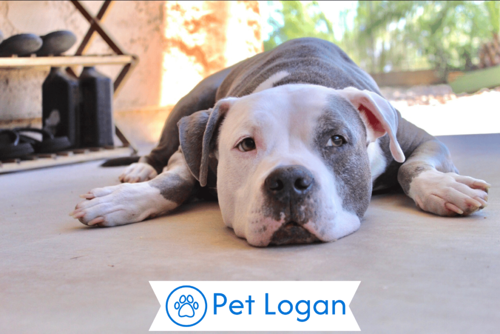 250+ Cute And Funny Lazy Dog Names For Your Chill Pup 2 Unique Lazy Dog Names