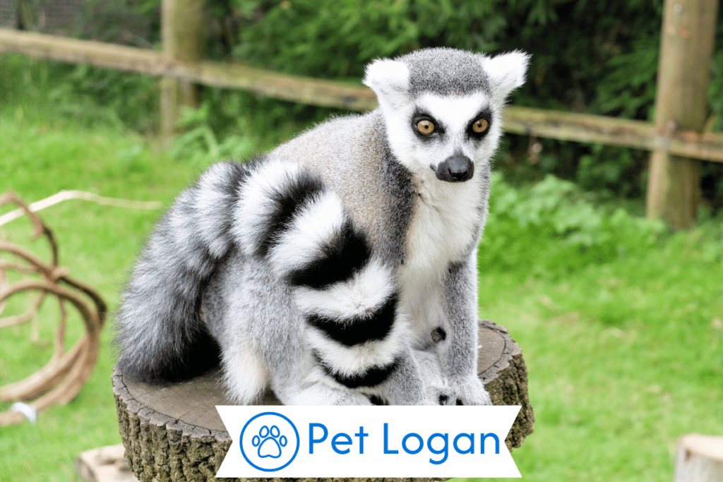 250+ Cute And Catchy Lemur Names With Name Generator 2 Unique Lemur Names