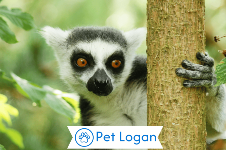 Lemur