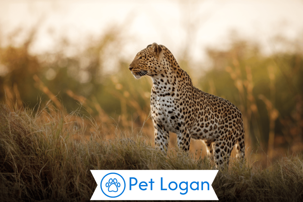 300+ Cool And Catchy Leopard Names With Name Generator 1 Cute Leopard Names