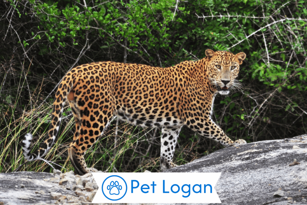 300+ Cool And Catchy Leopard Names With Name Generator 2 Unique Leopard Names