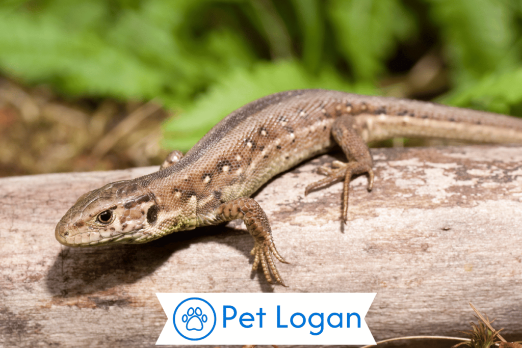 300+ Cute And Catchy Lizard Names For Your Scaly Friend 1 Cute Lizard Names