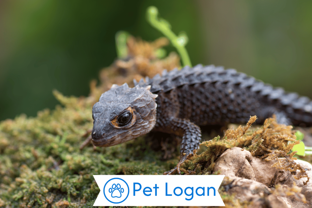 300+ Cute And Catchy Lizard Names For Your Scaly Friend 2 Unique Lizard Names