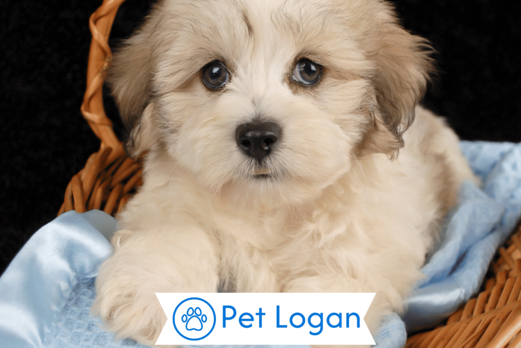 250+ Cool And Catchy Maltipoo Dog Names For Your Cute Furry Friend 1 Cute Maltipoo Dog Names