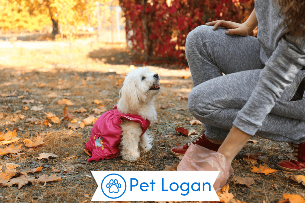 250+ Cool And Catchy Maltipoo Dog Names For Your Cute Furry Friend 2 Unique Maltipoo Dog Names