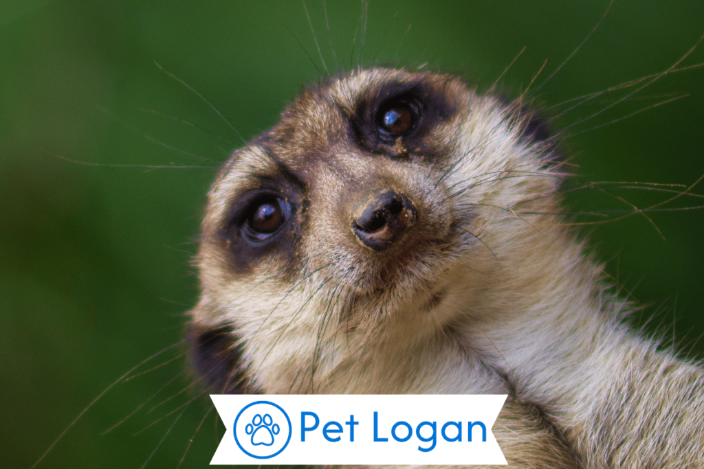 250+ Cute And Catchy Meerkat Names With Name Generator 1 Cool Meerkat Names